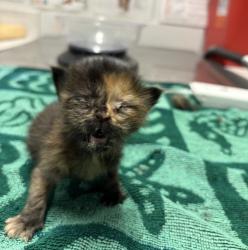 Shelter Stray Female Cat last seen Near Valley Center Road, Valley Center, CA, 92082, Escondido, CA 92027, USA