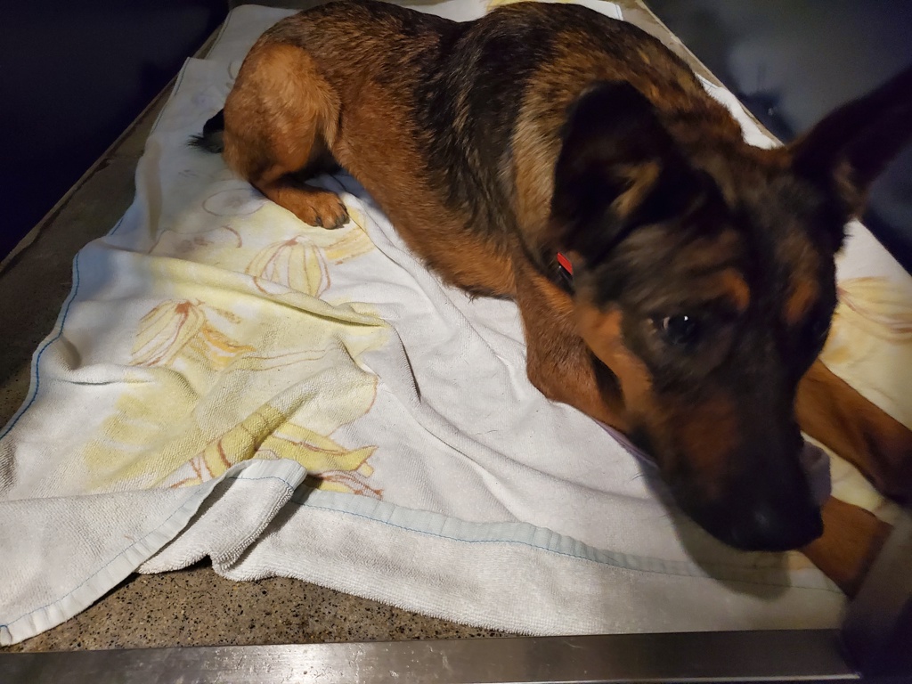 Shelter Stray Female Dog last seen Near W Bobier Drive, Vista, CA, 92083, Oceanside, CA 92058, USA