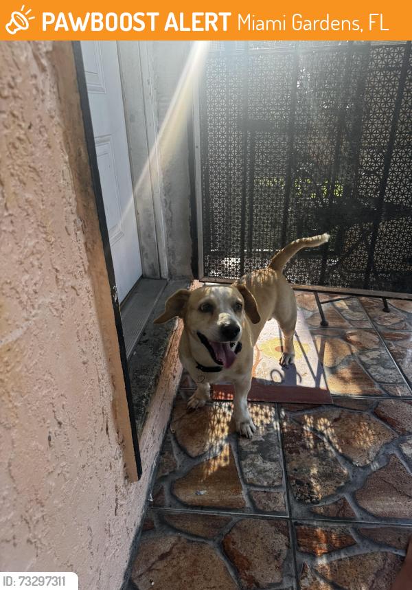 Found/Stray Male Dog last seen NW 22nd Ave and 171st St, Miami Gardens, FL 33056