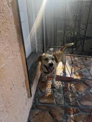 Found/Stray Male Dog last seen NW 22nd Ave and 171st St, Miami Gardens, FL 33056