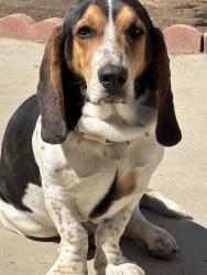 Reunited Male Dog last seen 35th St E, Palmdale, CA 93550, USA, Palmdale, CA 93550