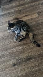 Reunited Female Cat last seen Near Durfee Ave, El Monte, CA 91732, El Monte, CA 91732