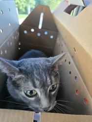 Reunited Female Cat last seen Vanderbilt apmts, St. Peters, MO 63376