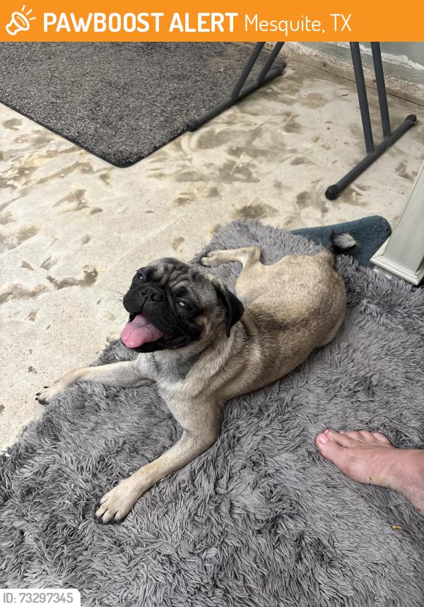 Found/Stray Male Dog last seen Bluffview and Ohare, Mesquite, TX 75150