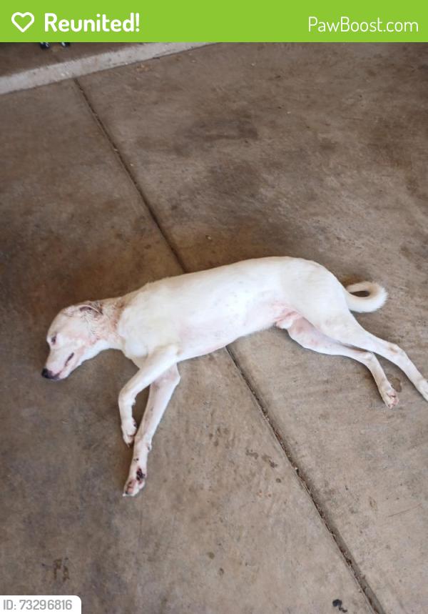 Reunited Unknown Dog last seen Duke and Juneau Lubbock Shadow Hills, Lubbock, TX 79416