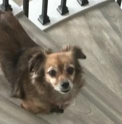 Reunited Male Dog last seen Near Celonova Pl, Foothill Ranch, CA 92610, USA, Lake Forest, CA 92610