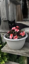 Lost Female Cat last seen Bloor & Dixie, Mississauga, ON L4X 1P6