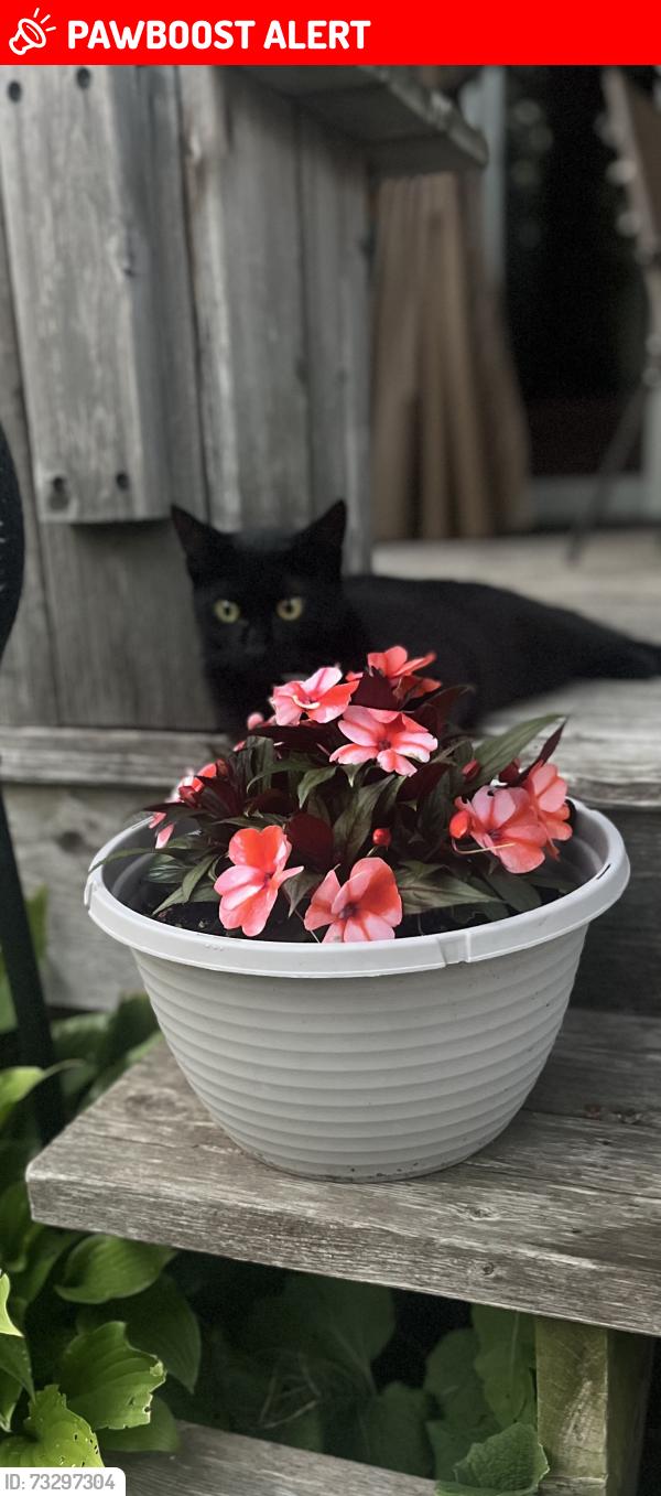 Lost Female Cat last seen Bloor & Dixie, Mississauga, ON L4X 1P6