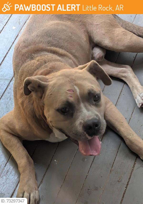 Found/Stray Male Dog last seen Charles Bussey, Little Rock, AR 72206