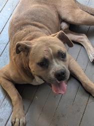Found/Stray Male Dog last seen Charles Bussey, Little Rock, AR 72206