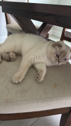 Reunited Female Cat last seen Near Gateview Ct, Cumming, GA 30040, Cumming, GA 30040