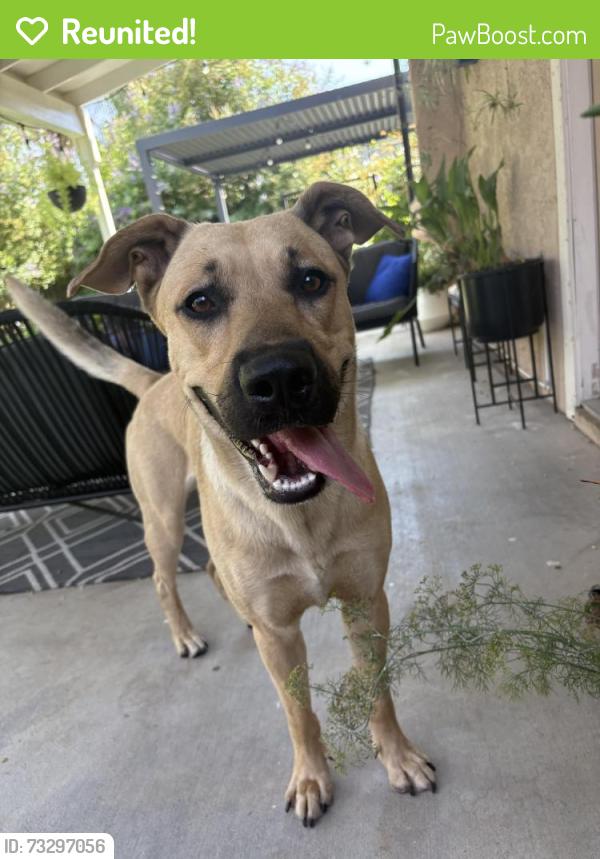 Reunited Male Dog last seen Prescott and Standiford, Modesto, CA 95350