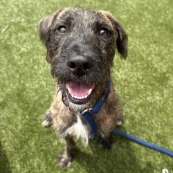 Shelter Stray Male Dog last seen , Animal Care & Control Team of Philly, 111 W Hunting Park Ave, Philadelphia, PA 19140, USA
