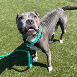 Shelter Stray Female Dog last seen , Animal Care & Control Team of Philly, 111 W Hunting Park Ave, Philadelphia, PA 19140, USA