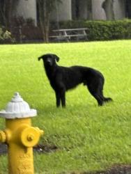 Found/Stray Male Dog last seen 66th street, Clearwater, FL 33760