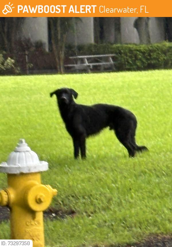Found/Stray Male Dog last seen 66th street, Clearwater, FL 33760