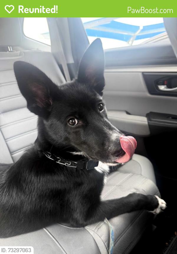 Reunited Unknown Dog last seen lower greenville, Dallas, TX 75206