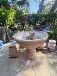 Lost Male Cat last seen La crescenta street, La Crescenta-Montrose, CA 91214