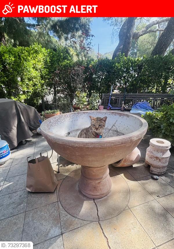 Lost Male Cat last seen La crescenta street, La Crescenta-Montrose, CA 91214