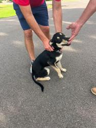 Found/Stray Male Dog last seen In neighborhood, Logan County, OK 73025