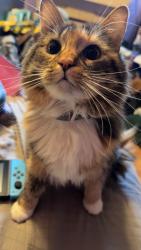 Lost Female Cat last seen at home, Saint Albans City, VT 05478