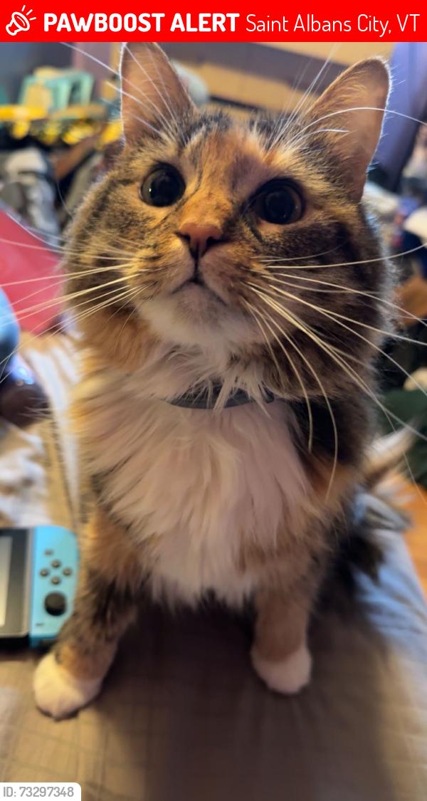 Lost Female Cat last seen at home, Saint Albans City, VT 05478