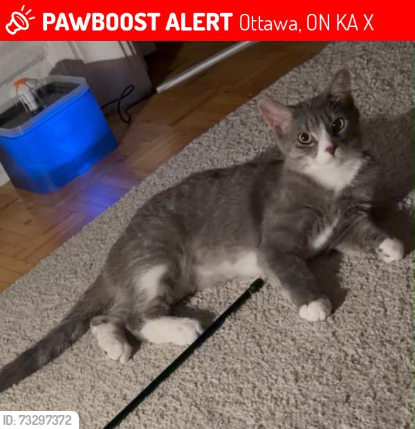 Lost Female Cat last seen Riddell - Lenester avenue, Ottawa, ON K2A 2X8