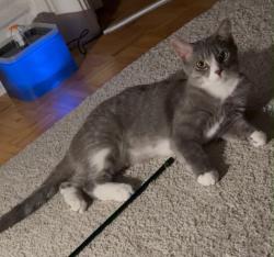 Lost Female Cat last seen Riddell - Lenester avenue, Ottawa, ON K2A 2X8