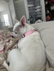 Reunited Female Dog last seen Bixel and 4th st, Los Angeles, CA 90017
