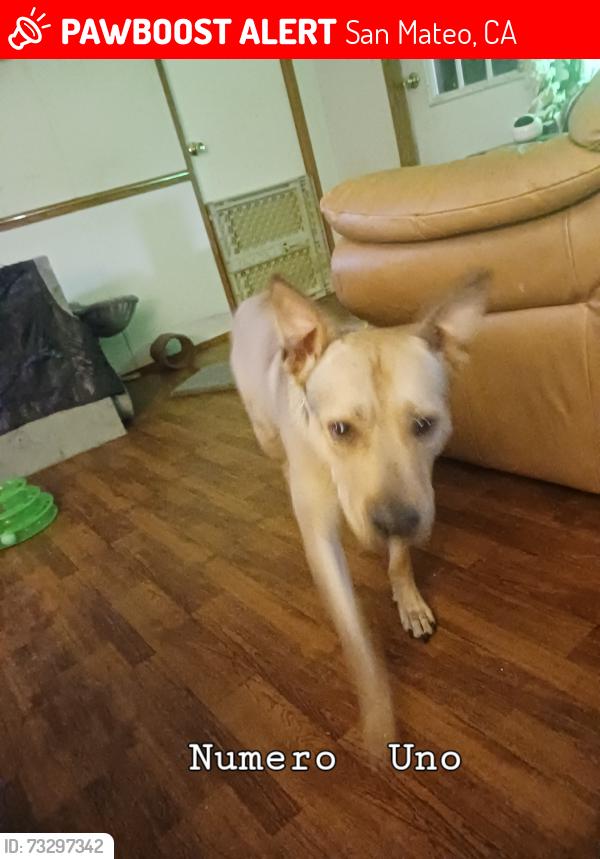 Lost Male Dog last seen Near and 100 North and South by Roberts Road in White Oaks Trail, San Mateo, CA 94401