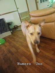 Lost Male Dog last seen Near and 100 North and South by Roberts Road in White Oaks Trail, San Mateo, CA 94401
