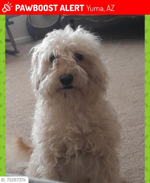 Lost Male Dog last seen Mesa and 38th lane above foothills walmart, Yuma, AZ 85365