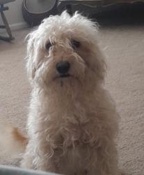 Lost Male Dog last seen Mesa and 38th lane above foothills walmart, Yuma, AZ 85365