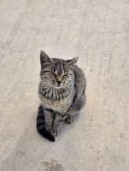 Found/Stray Unknown Cat last seen Food truck plaza at Columbia Gardens Artisan Village, Kennewick, WA 99336