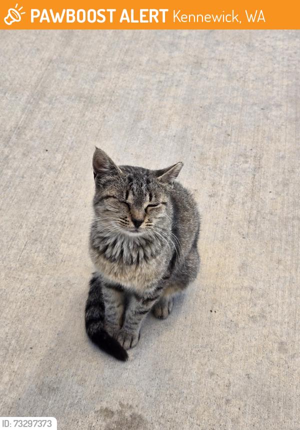 Found/Stray Unknown Cat last seen Food truck plaza at Columbia Gardens Artisan Village, Kennewick, WA 99336