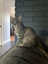 Reunited Female Cat last seen spinosa, we are near Las Palmas park, Sunnyvale, CA 94087