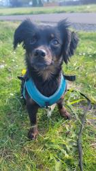 Lost Female Dog last seen Se tulip tree Ave and se Gerhard dr, Hillsboro, OR 97123