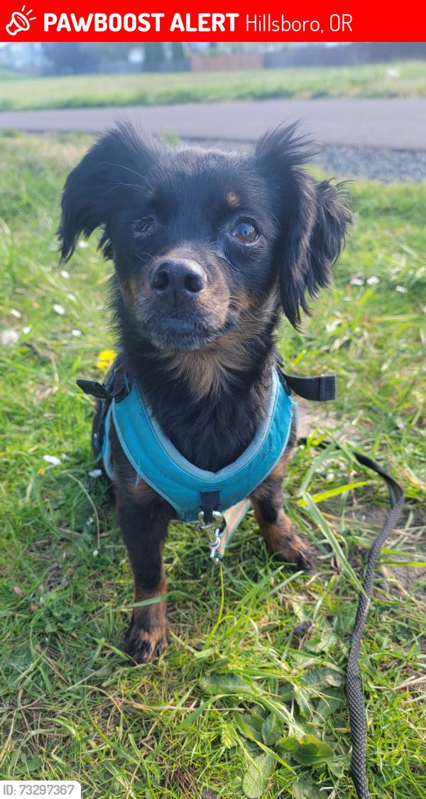 Lost Female Dog last seen Se tulip tree Ave and se Gerhard dr, Hillsboro, OR 97123