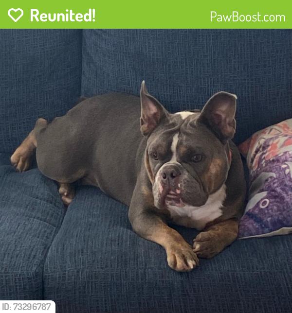 Reunited Female Dog last seen Pemetic Trail in Waterview ests neighborhood, Richmond, TX 77407