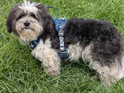 Reunited Male Dog last seen Exit 91B I 70 W Columbus, OH, Columbus, OH 43228