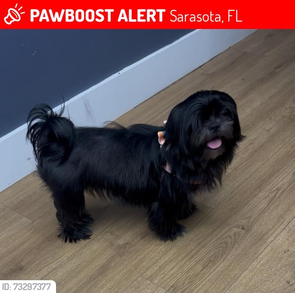 Lost Female Dog last seen BEE RIDGE RD, Sarasota, FL 34231
