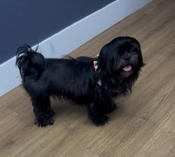 Lost Female Dog last seen BEE RIDGE RD, Sarasota, FL 34231