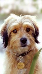 Lost Female Dog last seen Humane society, Decatur, GA 30030