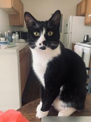 Reunited Male Cat last seen Near East 29th Street, Lorain, OH 44055
