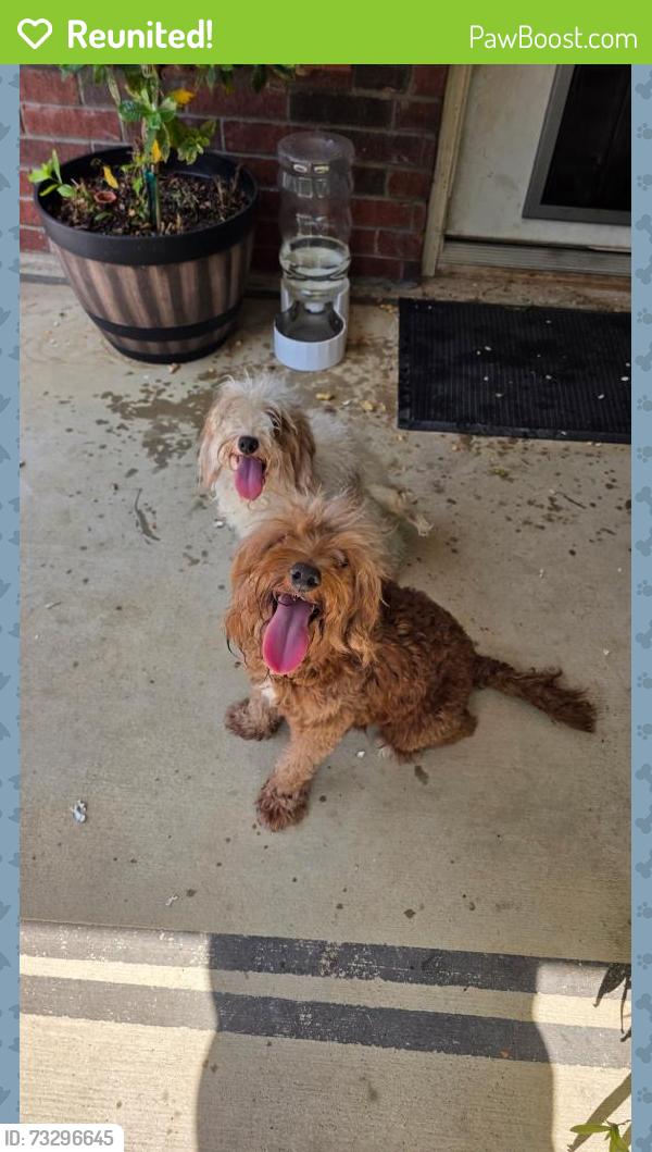Reunited Female Dog last seen Holly Hill and Beltline, Grand Prairie, TX 75052