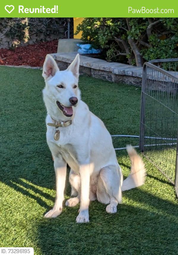 Reunited Female Dog last seen Sunset Ave, Santa Monica 90405 (between Glenn Ave and 16th Street), Santa Monica, CA 90405