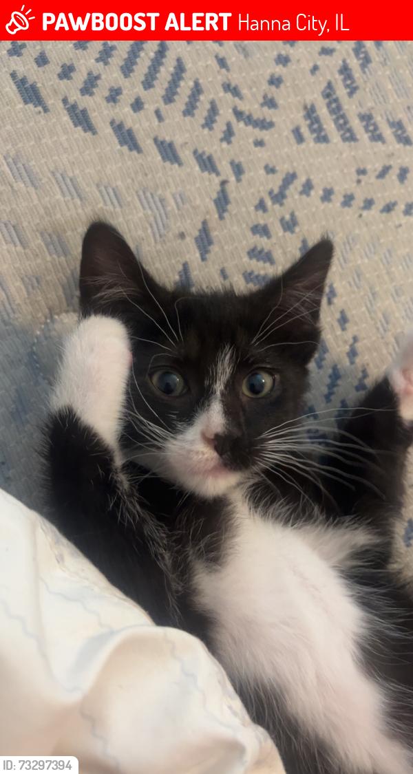 Lost Female Cat last seen North Pekin ln Hanna city il, Hanna City, IL 61536