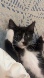 Lost Female Cat last seen North Pekin ln Hanna city il, Hanna City, IL 61536