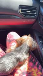 Reunited Male Dog last seen Cactus and Rainbow, Las Vegas, NV 89178