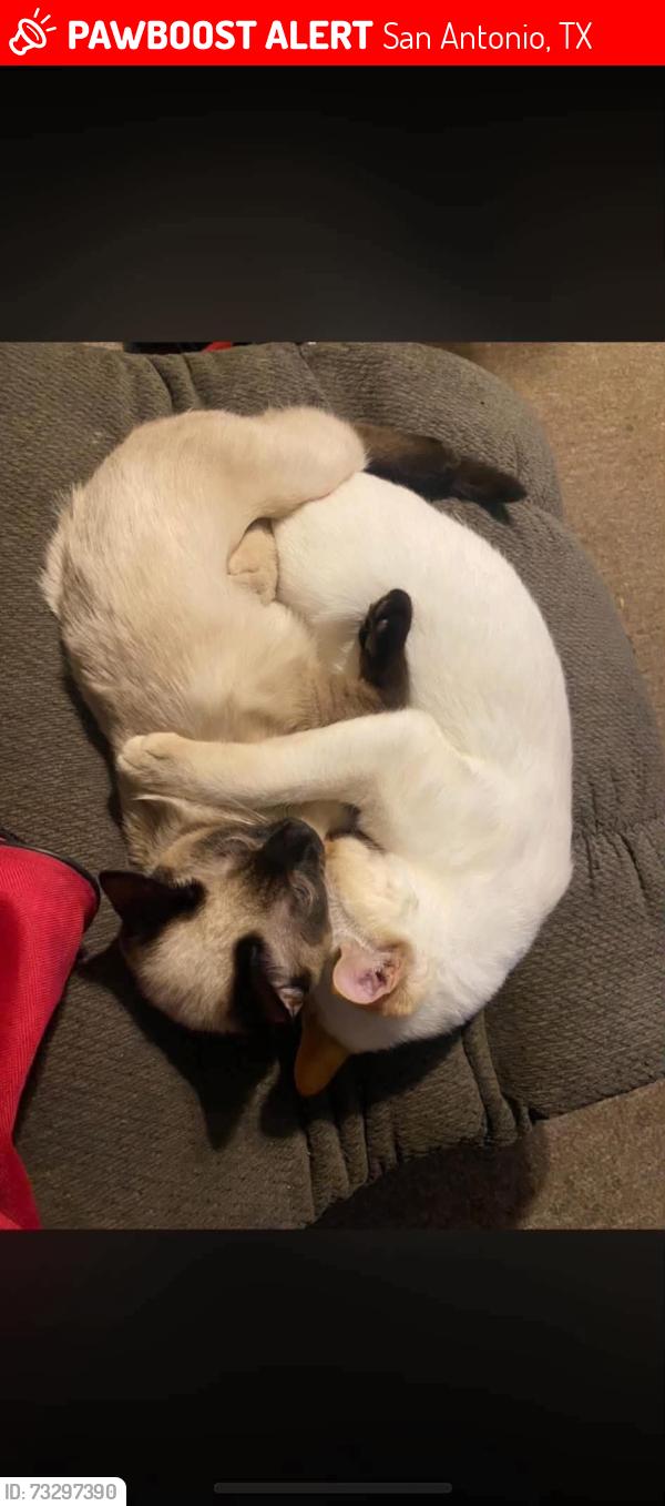 Lost Male Cat last seen Callaghan and Evers, San Antonio, TX 78228